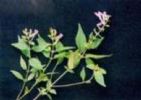 Pedicularis Grandiflora Extract